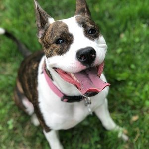 Meet your Posher, Adriel